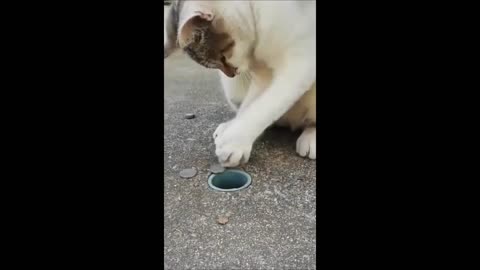 Funny animals - Funny cats / dogs - Funny animal videos2