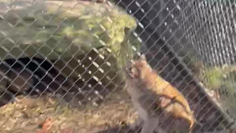 Bobcat Pats! He’s a very good boy!