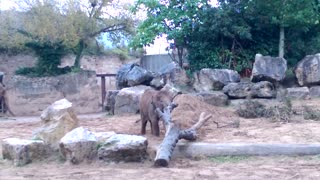 Elephant baby versus tree