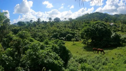 Bayahibe, La Romana, Dominican Rebublic coffee farm scene