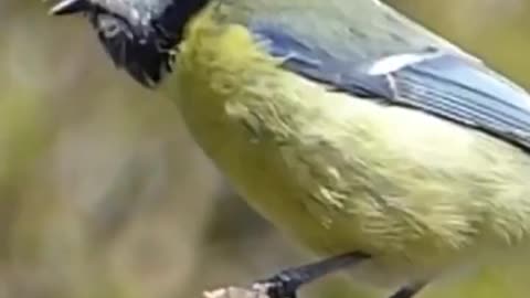 Canary bird singing training