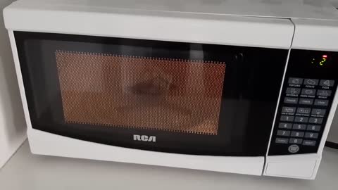 What Happens When You Microwave a Magic the Gathering Card_