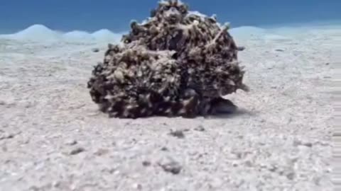 Wierd looking 'Rock' Turns into an OCTOPUS