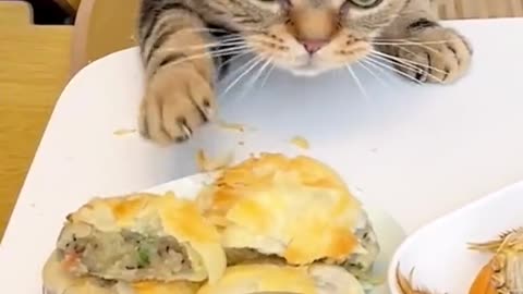 glutton cat