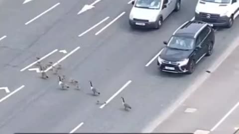 Traffic stops on busy road to let family of ducks cross it 🥰