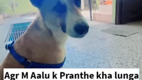 Street Dog Pluto | Mini Vlog Of My Street Dog Pluto