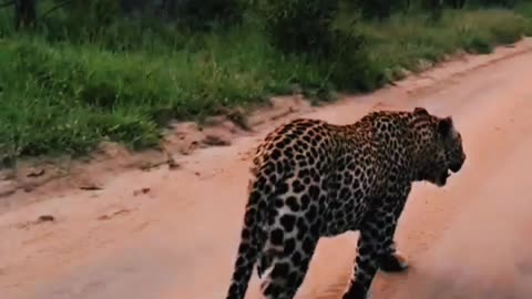 Incredible Encounter: Brave Encounter with a Leopard on the Prowl!