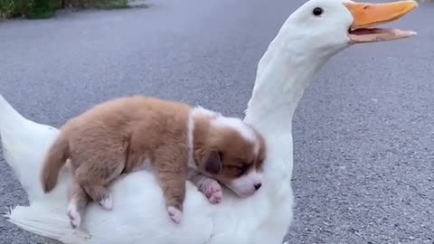 duck mother carrying a dog