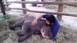 Cuddling With A Baby Elephant