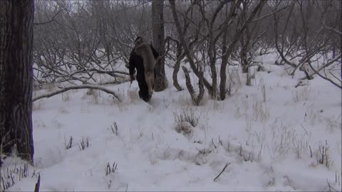 Lynx Trapping with yukonjef