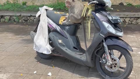 Monkey Caught Destroying Moped Seat