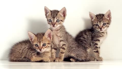 Beautiful Kittens Against White Background