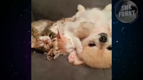 INCREDIBLE LOVE OF CATS AND DOGS MOST CUTE VIDEO Fun with animals