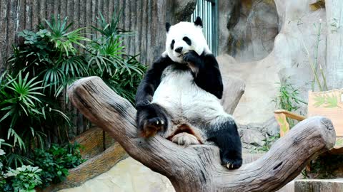 Giant Panda eats fresh bamboo ...