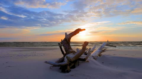 Sunset seashore tree