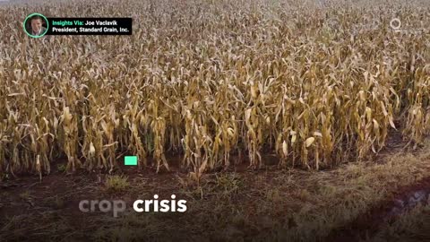 Argentina’s Corn Farmers Face Severe Drought