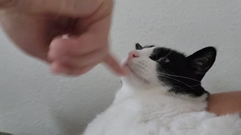 Do this if your cat bites 😏
