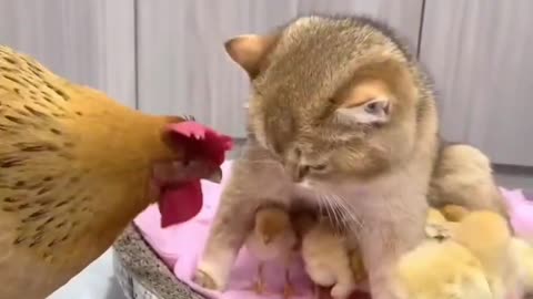 Cute cat 🐈 funny video comedy