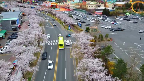 Cherry Blossom , South Korea. Highway Traffic Transportation. This and That Florida USA