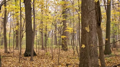 Neighborhood Forest on a Foggy Fall Morning