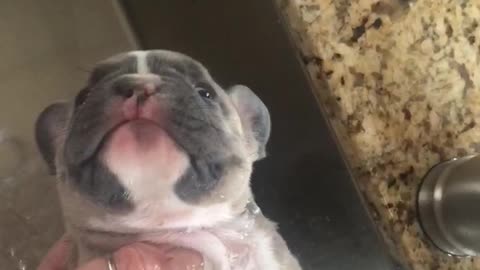 French Bulldog puppy enjoys precious bath time