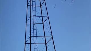 North Dakota -Geese Spring Migration