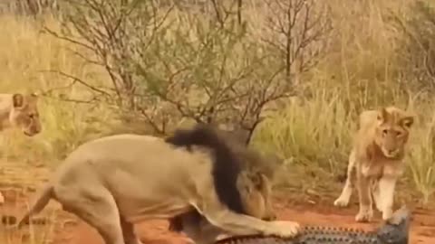 Fierce Encounter: Lions vs. Crocodiles
