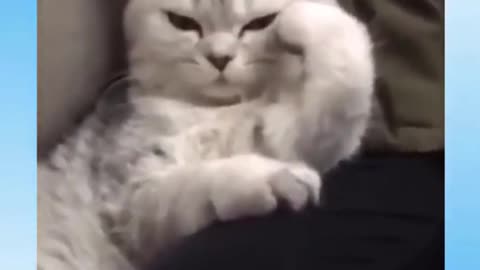 Funniest Cats Dont try to hold back Laughter Funny Cats Life