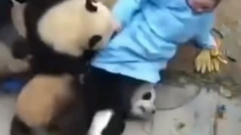 cute & funny panda 🐼😩😍 #cuteanimals #funnyanimals