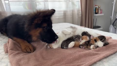 German Shepherd Little dog Meets Mother Feline with Infant Cats interestingly