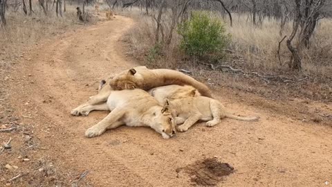 Lion & lioness acting cute in the savannah in Africa