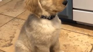 Puppy Goes Into Defense Mode After Seeing Mirror Reflection