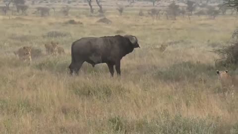 Lions vs Buffalo; Tanzania Safari highlights