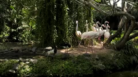 Giant birds