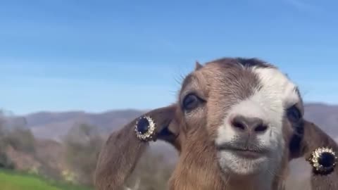 Baby Goat Wears Clip-On Earrings