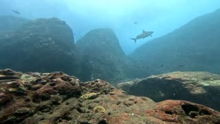 Diving with SHARKS !!!