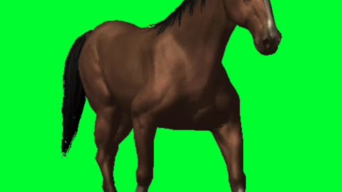 Horse walk // horse // walking horse // horse walk // green screen horse // horse green screen //