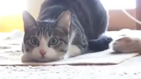 Funny Cat Wiggle