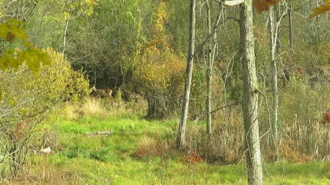 Buck Chasing Does