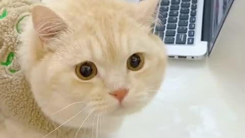 Funny Cat Video comedy video