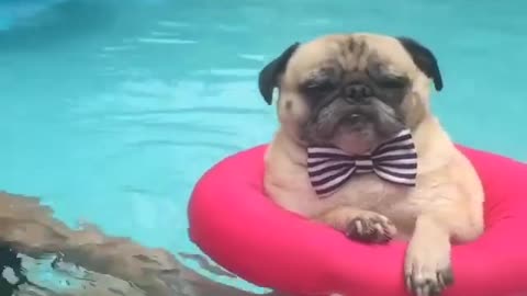 This pug is hilarious