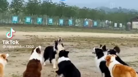 funny dog videos of Golden Retrievers.