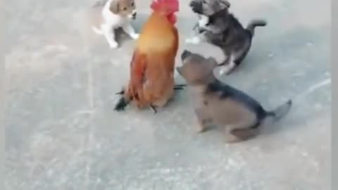 Cute fight between puppy and chicken