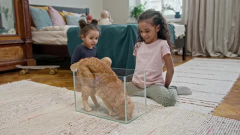 A Cat Getting Inside An Empty Aquarium