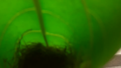 Bird Hidden Nest In a leaf.