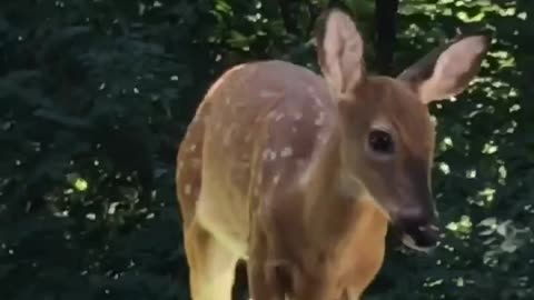 Feeding a baby deer