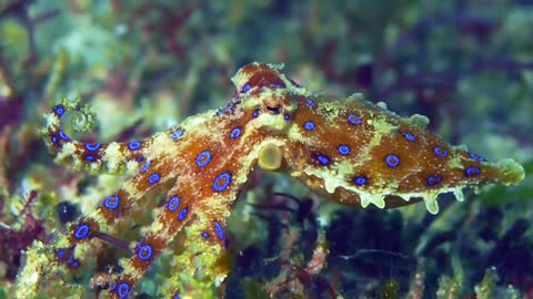 Blue-ringed octopus flashes its warning colors
