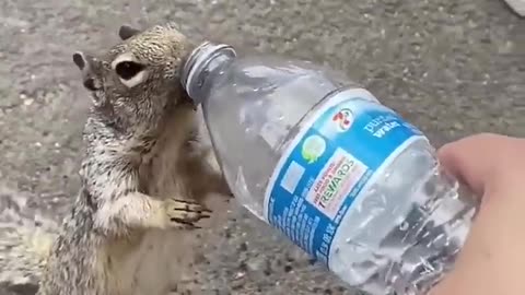 Cute squirrel 🐿️ begs for water from human 💦