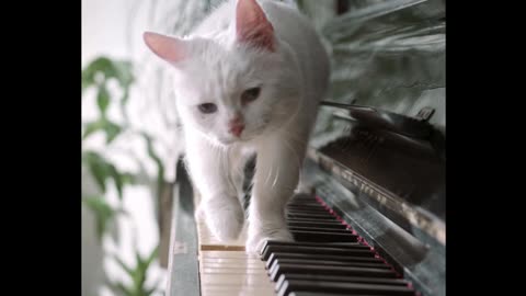 "Feline Funnies: The Harmonium Hijinks of a Playful Cat"
