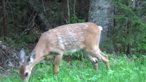 Roadside Deer